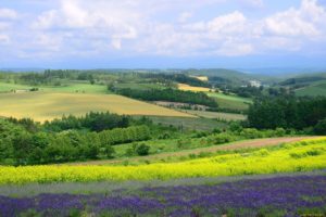 Як викупити земельну ділянку, що знаходиться в оренді?, фото [2]